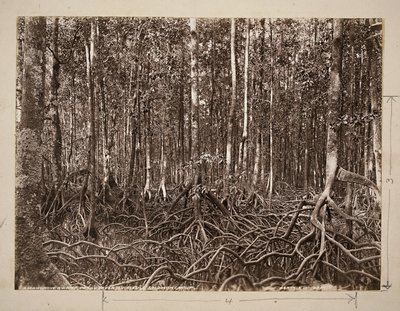 En mangrovesump, Pachu River, Choiseul, Solomon Group (gelatinsølvtrykk) av John Beattie